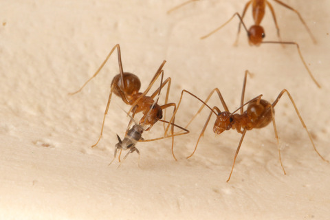 �������ӥ���ť���������