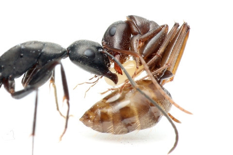 ������������ΰ��ñۤ�