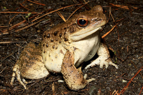 ¥ª¥Ã¥È¥ó¥¬¥¨¥ë