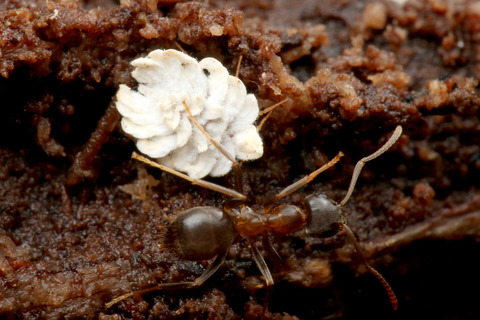 アリの巣で暮らすアブラムシやカイガラムシ
