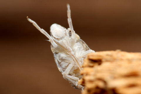 キノカワハゴロモ