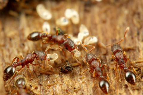 ����ޥĥ���