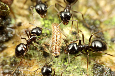 ムモンアカシジミ