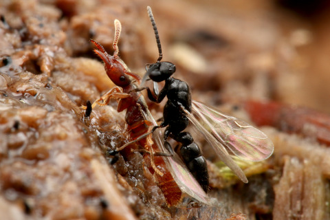 �Υ�����ϥꥢ��η뺧����