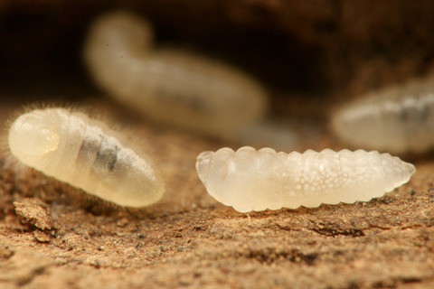 トビイロケアリに寄生するアリヤドリバチの幼虫