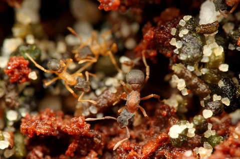 �५�����Υ�����Cyphomyrmex