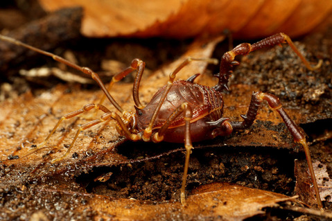 昆虫標本　チリ産　ザトウムシの仲間？？　レア　珍虫 ザトウムシが造るミステリーサークルの正体 NIKKEIリスキリング | 標本
