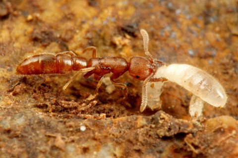 �Υ�����ϥꥢ��