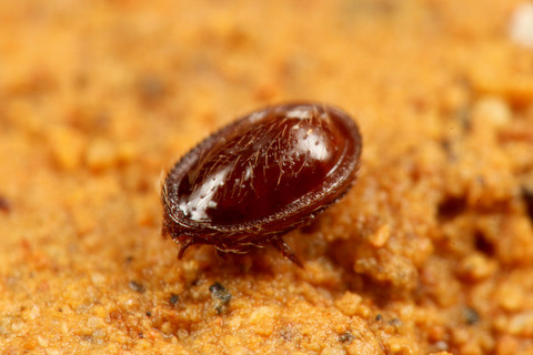 ��ʥ��˥������ȥ���