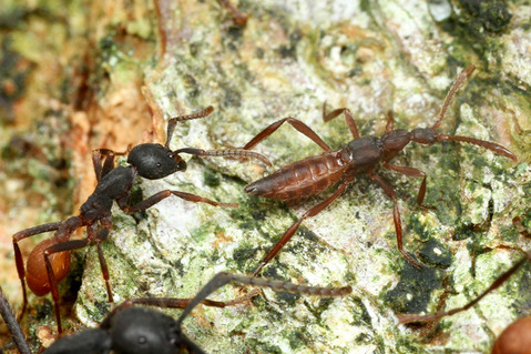 バーチェルグンタイアリEciton burchellii