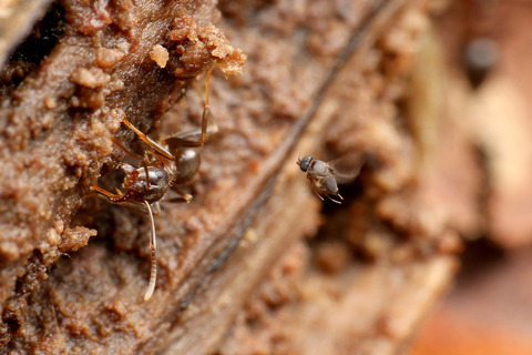 ナマクビノミバエ