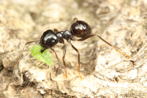 クサアリモドキ