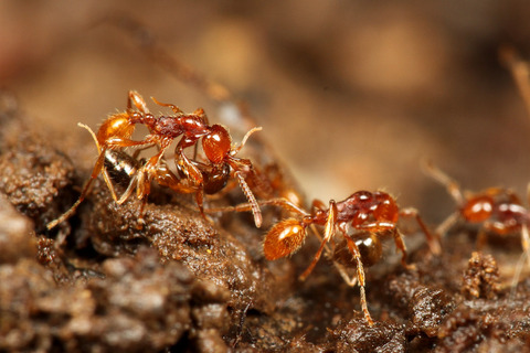 ヒメサスライアリの狩り
