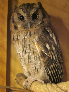 ���ԥå������Υϥ���