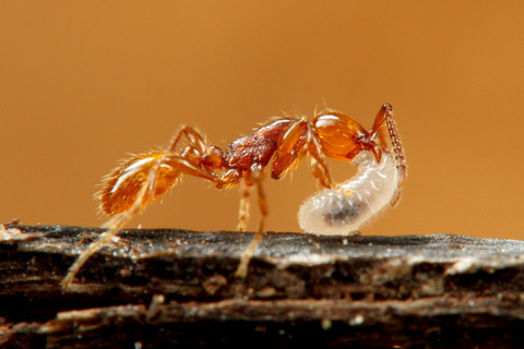 チャイロヒメサスライアリ