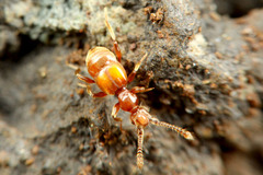 ����ť��ॷ