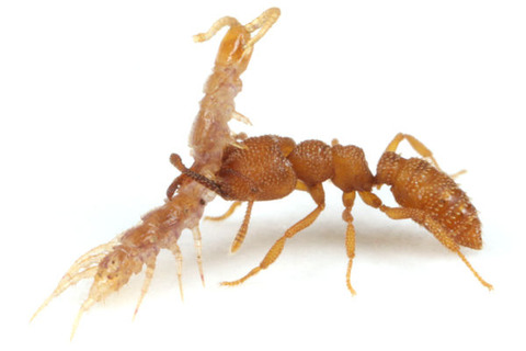 ヘラアゴハリアリMystrium