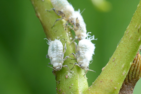 ÀãÃî¤Î°ìÀ¸