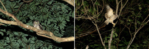 ��奦���奦���Υϥ���