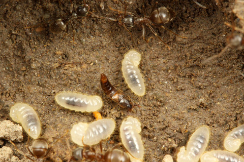 ヒメマルムネアリヤドリ