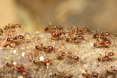 ¥è¥³¥Å¥Ê¥¢¥ê¤ÈÊë¤é¤¹¥Ï¥Í¥«¥¯¥·