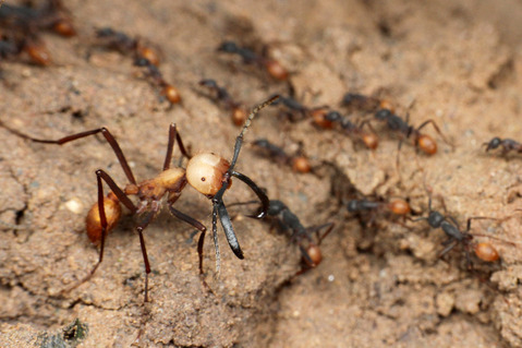 �С������륰�󥿥�����Eciton burchellii