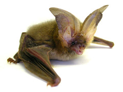 Hearing by Bats　（コウモリの聴覚） コウモリのエコーロケーション、コウモリは高い音を出し、エコー