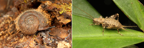 �����ĥ��