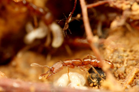 �Υ�����ϥꥢ��