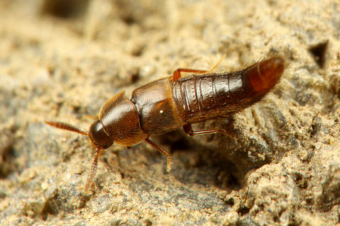 ヒメマルムネアリヤドリ