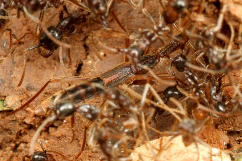 �ޥ륻���󥿥�����Labidus