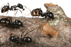 ����ť�������