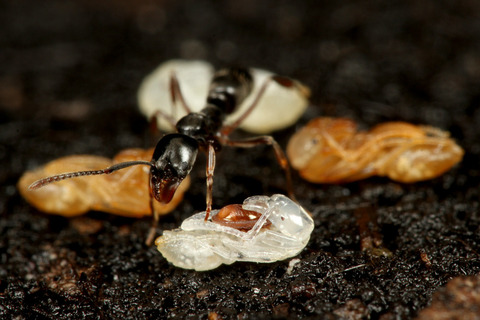 ��ʥ��˥������ȥ��ˤΰ��