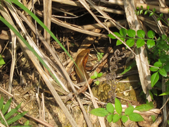 �����Υ����ȥ���