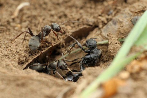 クロナガアリ Messor aciculatus