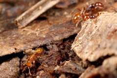 チャイロヒメサスライアリ