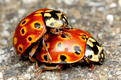 ウンモンテントウ