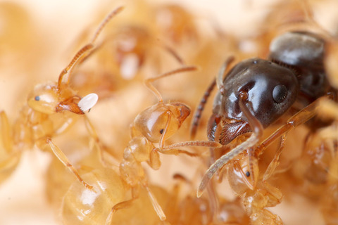 ���ᥤ��������