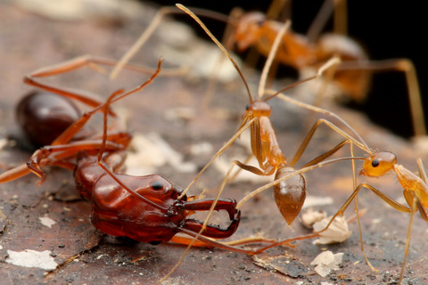 �����ʥ�������