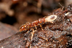 チャイロヒメサスライアリ