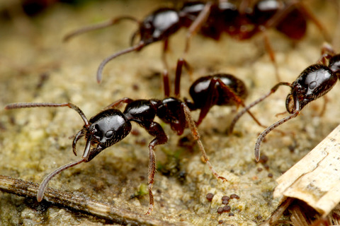 �ϥ���ϥꥢ��