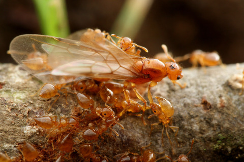 キイロシリアゲアリ Crematogaster osakensis