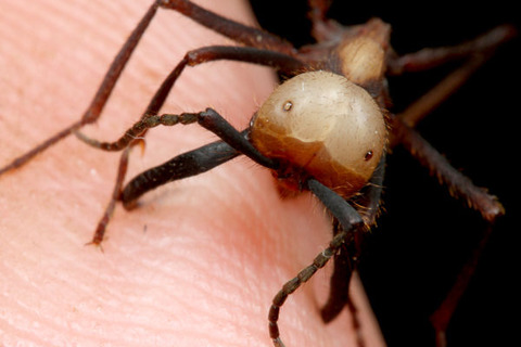 �С������륰�󥿥�����Eciton burchellii