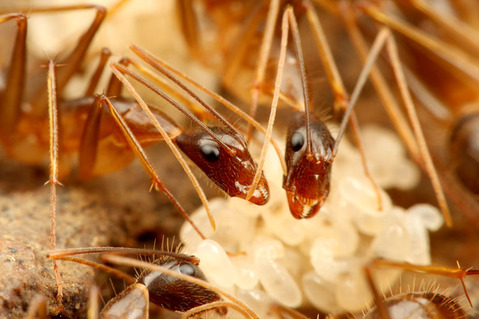 ¥±¥Ö¥«¥¢¥á¥¤¥í¥ª¥ª¥¢¥ê