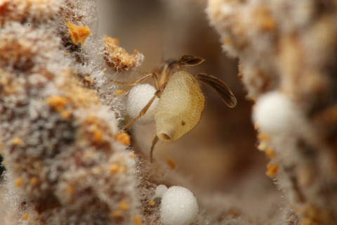 ¥Õ¥Ã¥¯¥é¥Î¥ß¥Ð¥¨ Laosphora sp.