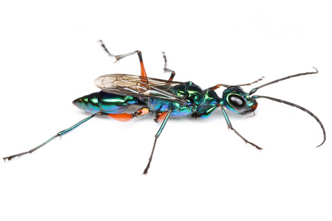 ������ɥ����֥�Х�Ampulex compressa