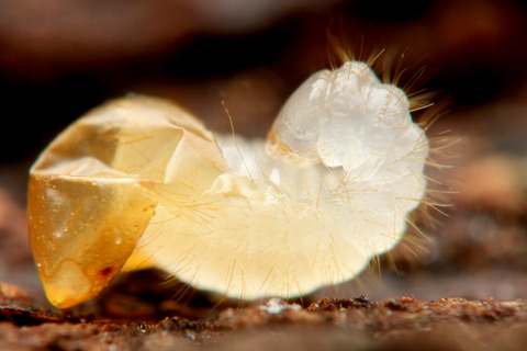 �ѥ�ݥͥ��۲�