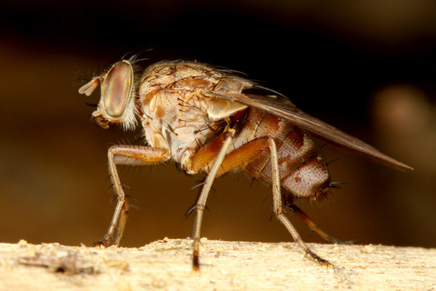 西表産ベンガルバエ