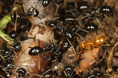 クサアリとアメイロケアリ