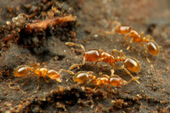 �ȥե�����